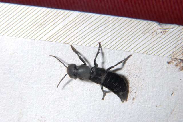Sconosciuto: Ocypus olens